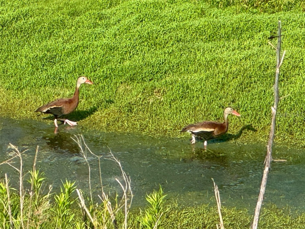 9540 SE 49th Terrace Webster FL 33597 G5102732 image12