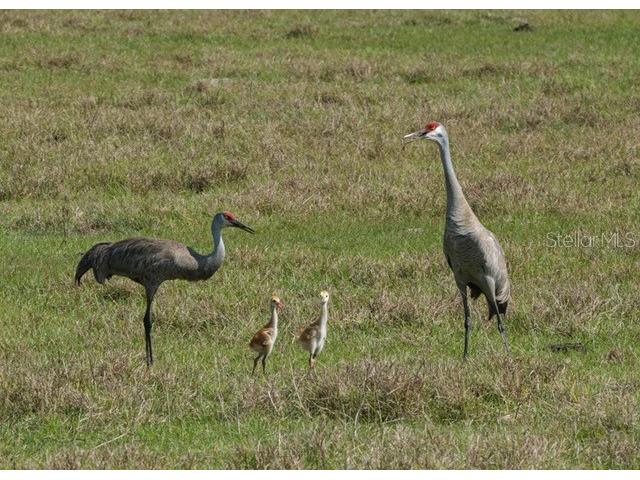 9540 SE 49th Terrace Webster FL 33597 G5102732 image43