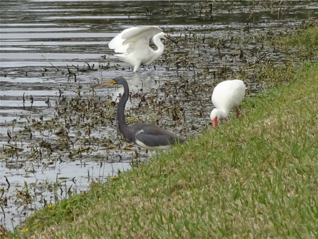 9543 86th Avenue #9543 Seminole FL 33777 - SEMINOLE CANAL U8238121 image33