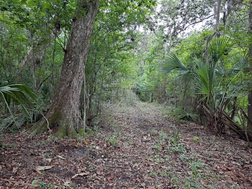 9550 NW 230 Street E Micanopy FL 32667 GC512488 image3