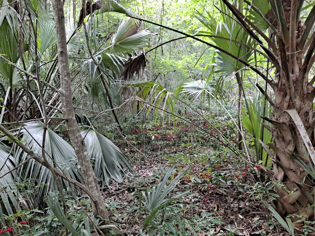 9550 NW 230 Street E Micanopy FL 32667 GC512488 image4