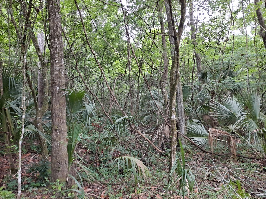 9550 NW 230 Street E Micanopy FL 32667 GC512488 image5