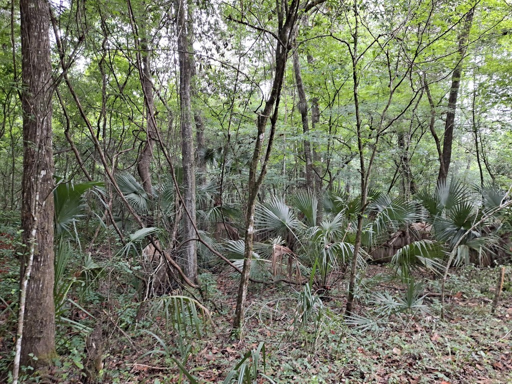 9550 NW 230 Street E Micanopy FL 32667 GC512488 image8