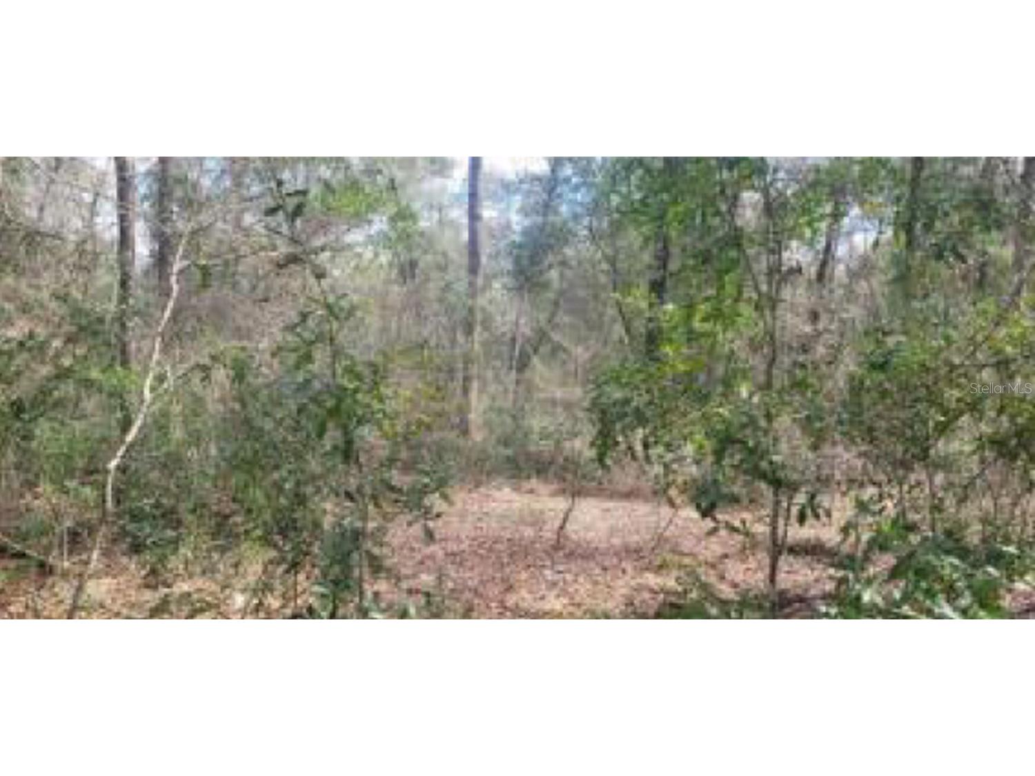 9597 N Centennial Point Dunnellon FL 34434 J974434 image1