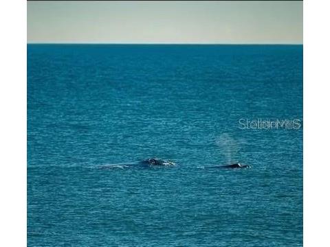 96 Merrimac Drive Flagler Beach FL 32136 FC319787 image11