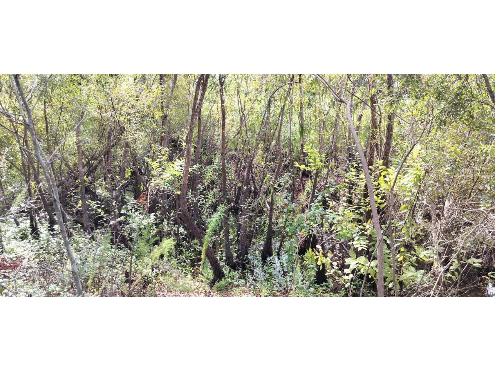 96 N Sheltering Oaks Drive Inverness FL 34453 T3551083 image11