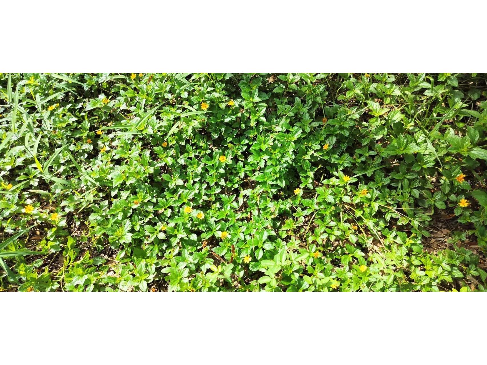 96 N Sheltering Oaks Drive Inverness FL 34453 T3551083 image14