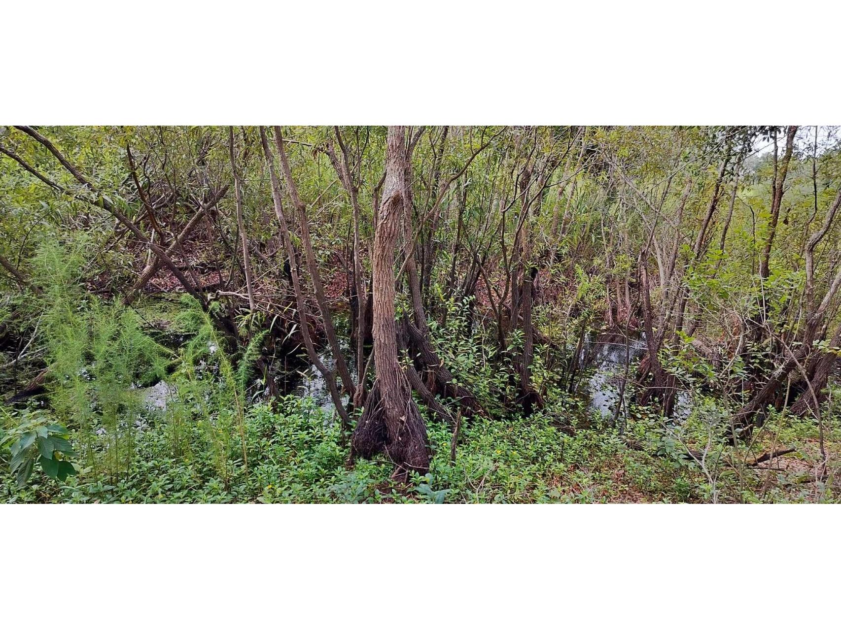 96 N Sheltering Oaks Drive Inverness FL 34453 T3551083 image21