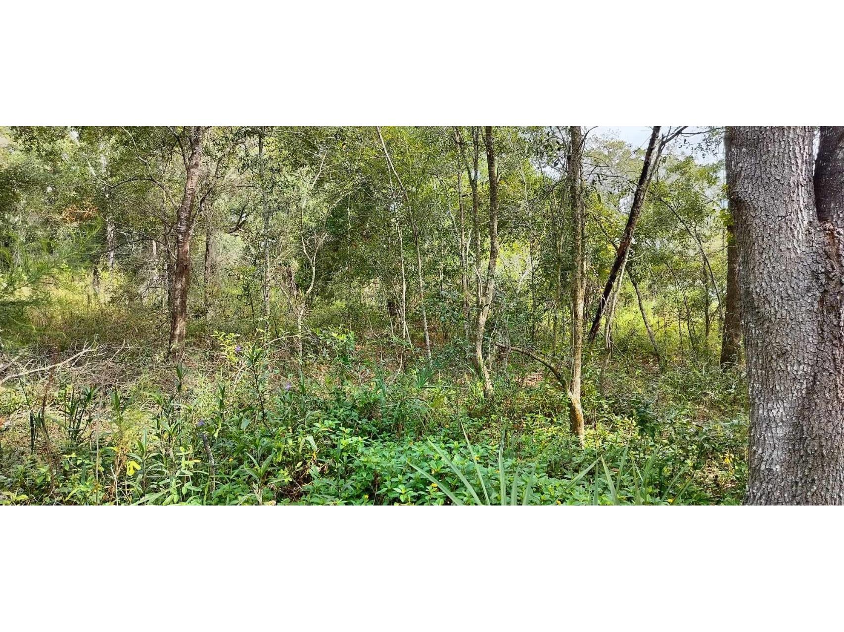 96 N Sheltering Oaks Drive Inverness FL 34453 T3551083 image23