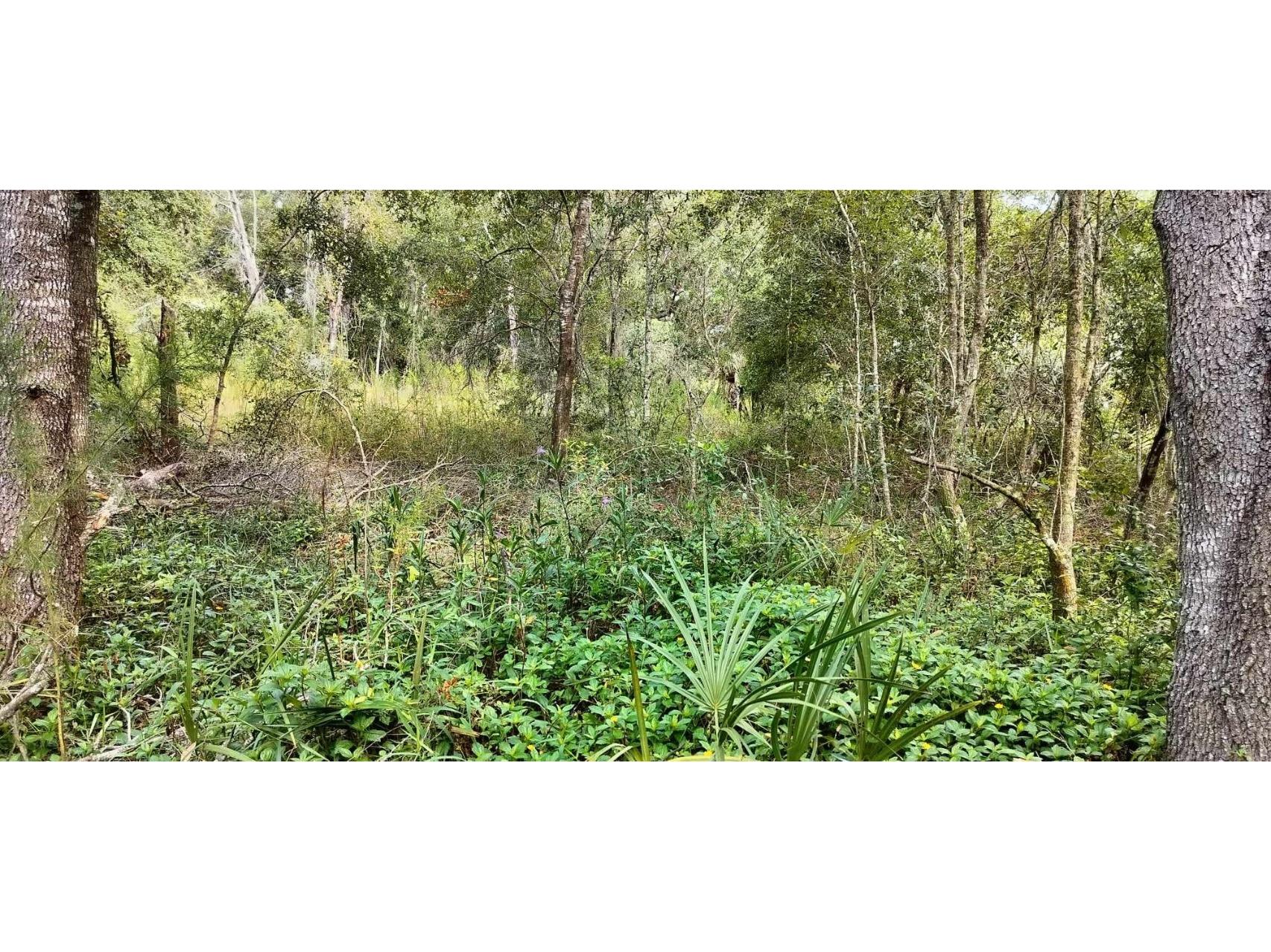 96 N Sheltering Oaks Drive Inverness FL 34453 T3551083 image4