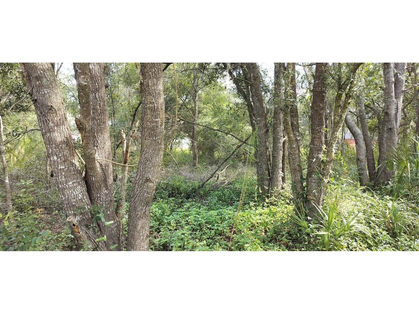 96 N Sheltering Oaks Drive Inverness FL 34453 T3551083 image8