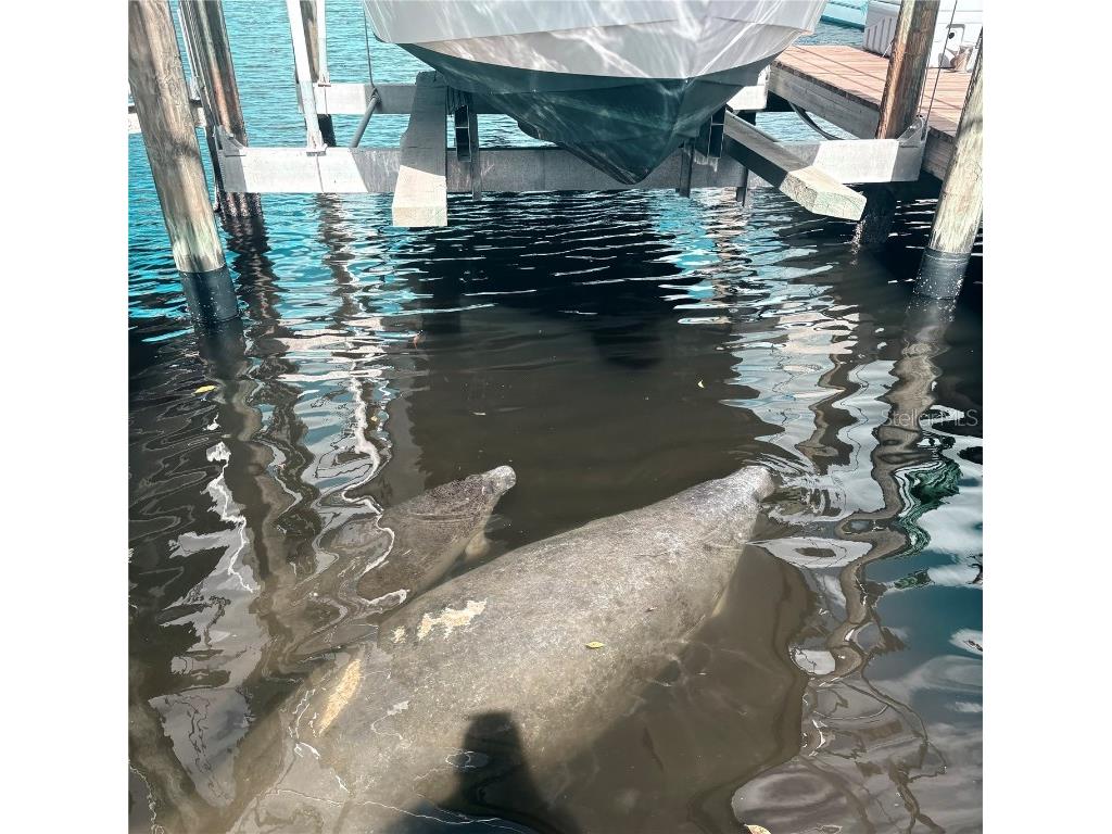 9612 Valencia Cove Bradenton FL 34210 A4625389 image35