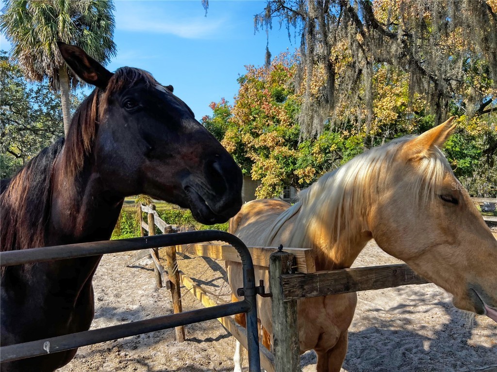 9615 Eden Avenue Hudson FL 34667 TB8449101 image89