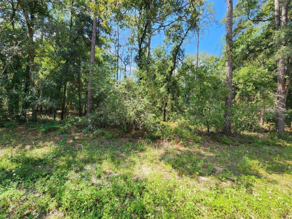 9620 N Quarry Drive Citrus Springs FL 34434 TB8303206 image1
