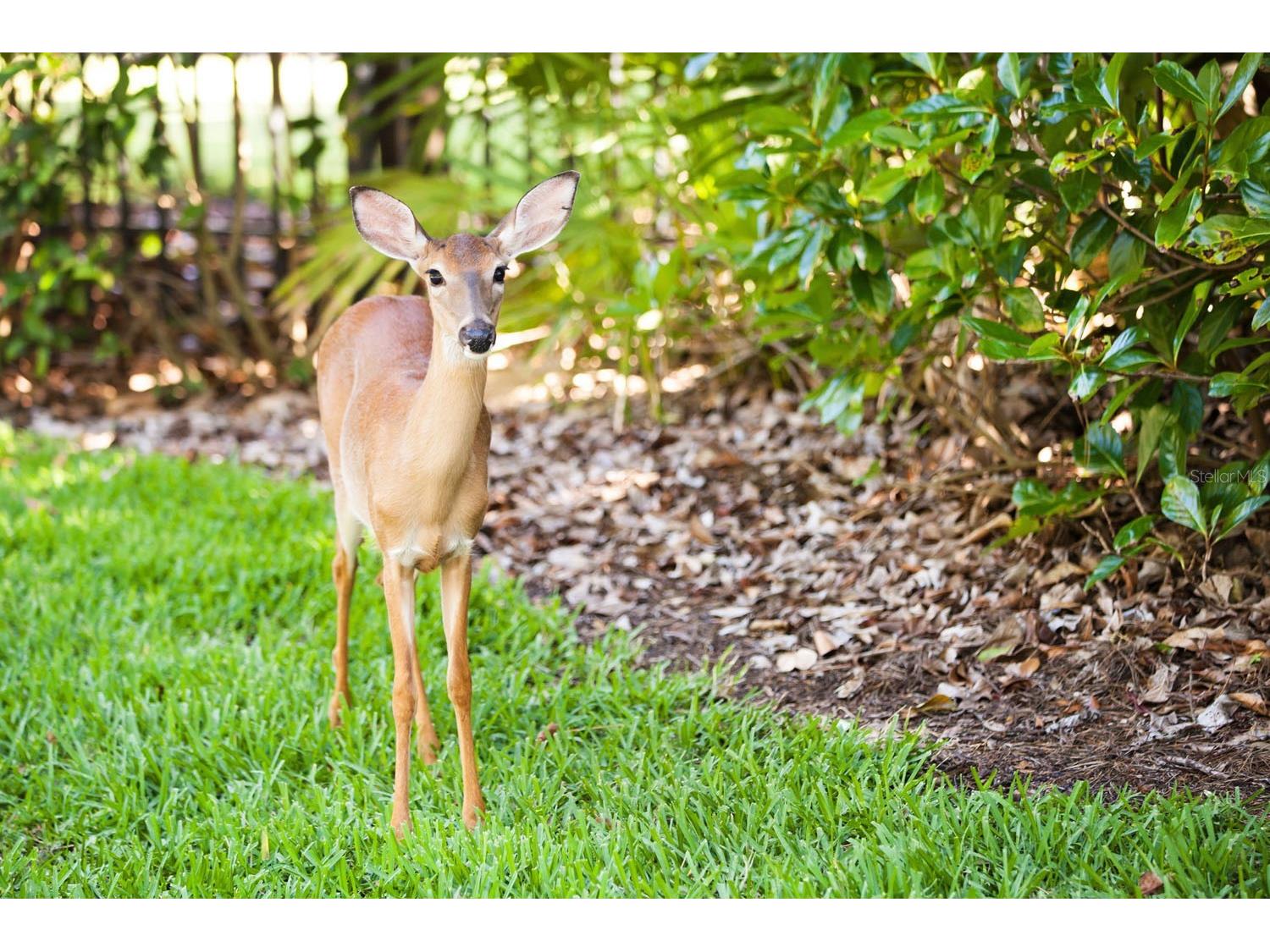 9648 Bryanston Drive Orlando FL 32827 - LAKE NONA O6374401 image26