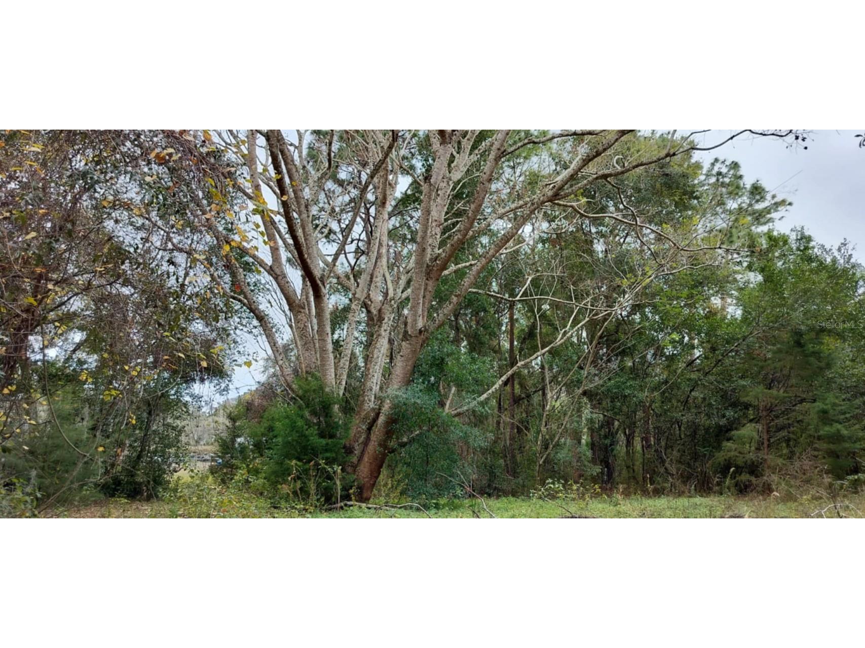 965 S Sally Terrace Inverness FL 34452 TB8330450 image1