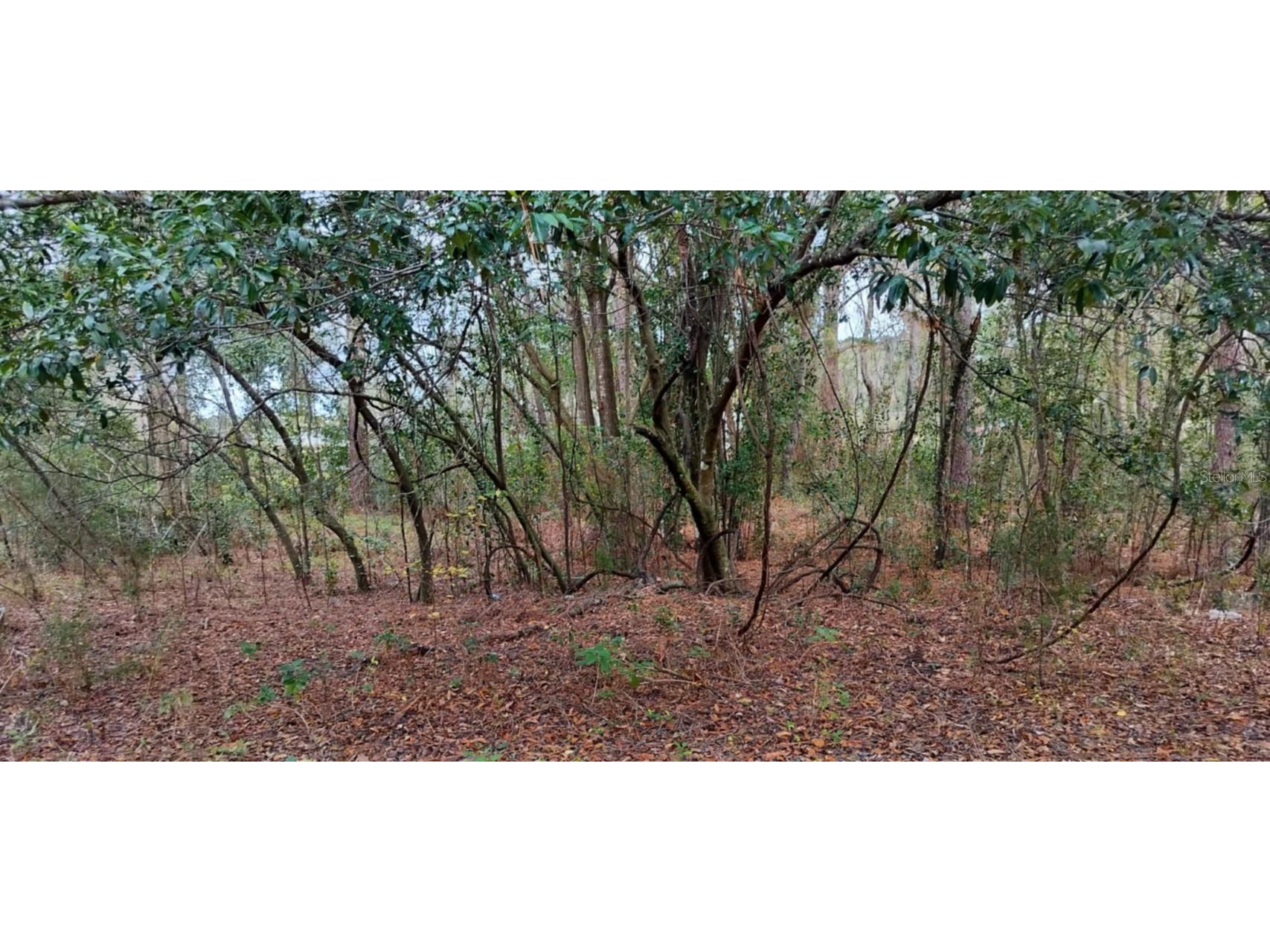 965 S Sally Terrace Inverness FL 34452 TB8330450 image6