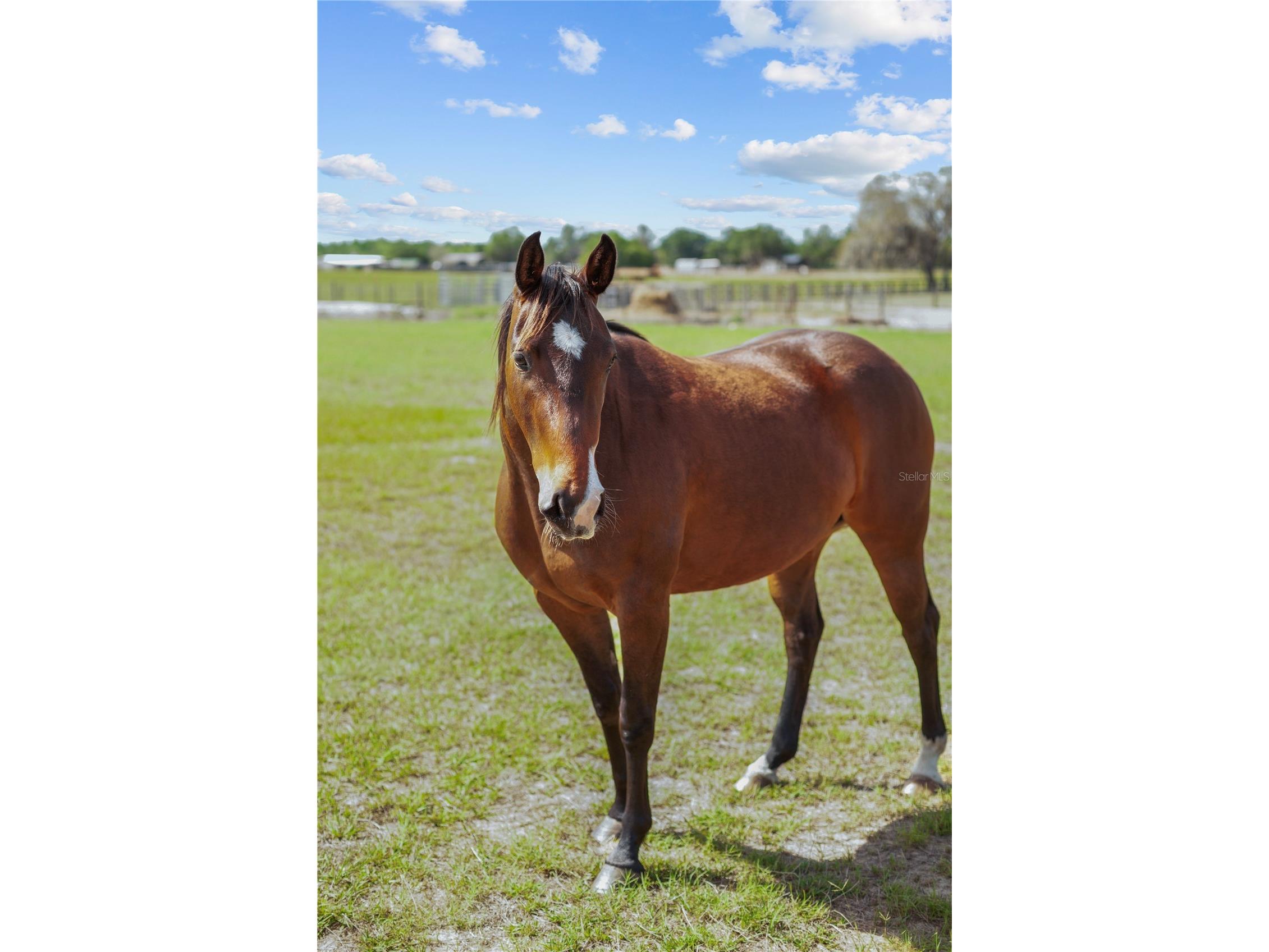 9650 Cockatoo Lane Groveland FL 34736 O6408839 image41