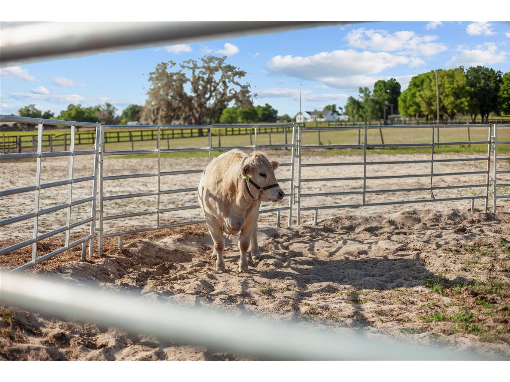 9650 Cockatoo Lane Groveland FL 34736 O6408839 image42