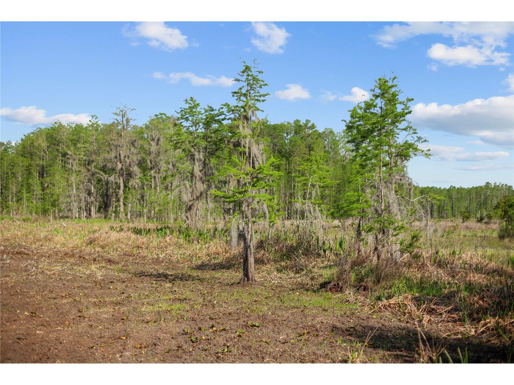 9650 Cockatoo Lane Groveland FL 34736 O6408839 image49