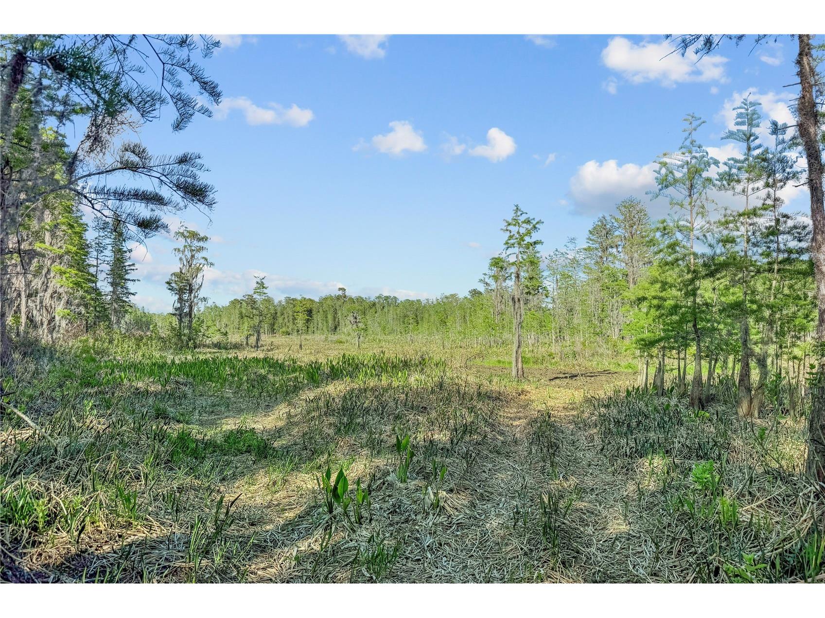 9650 Cockatoo Lane Groveland FL 34736 O6408839 image50