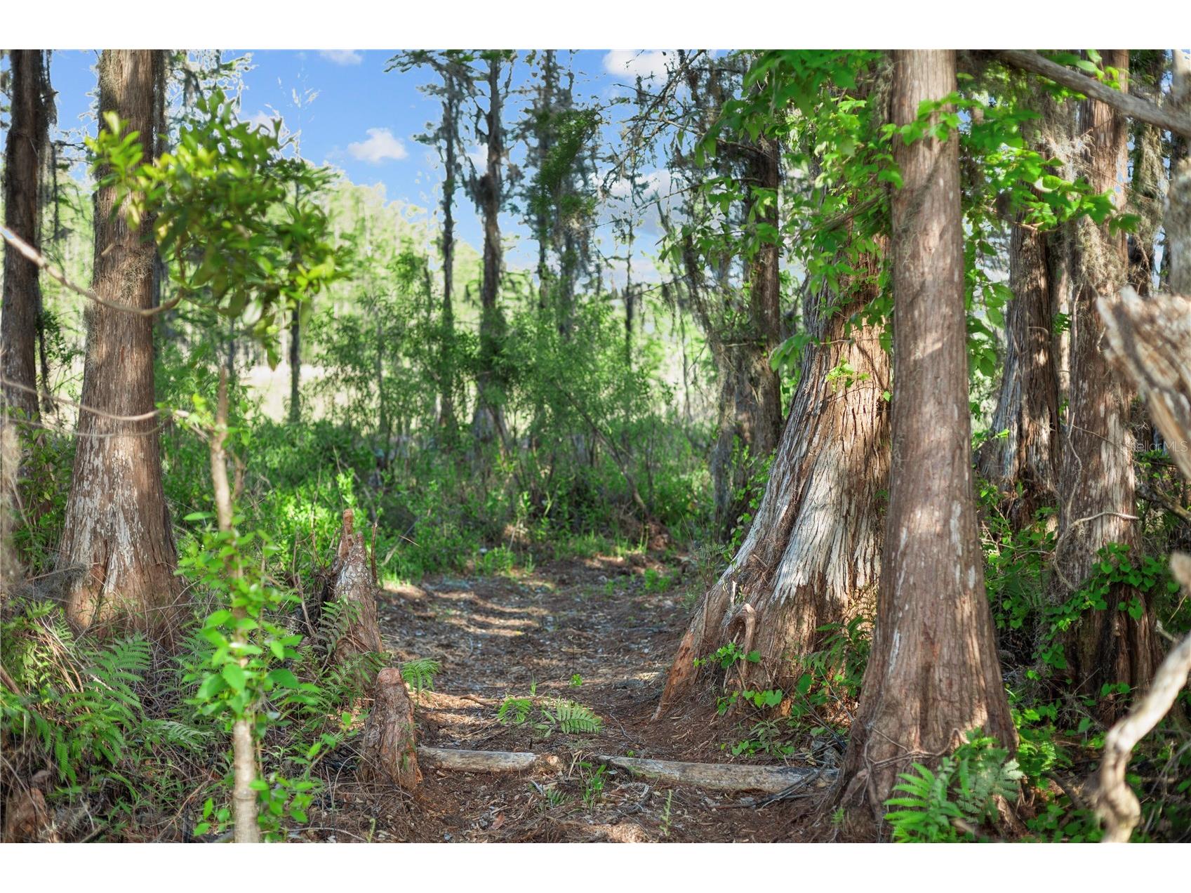 9650 Cockatoo Lane Groveland FL 34736 O6408839 image52