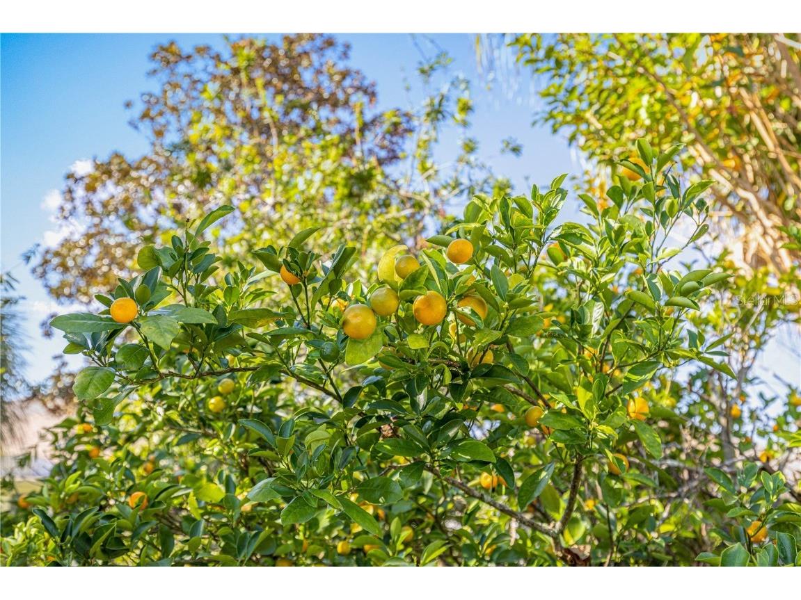 9694 SW 89th Loop Ocala FL 34481 OM713716 image41