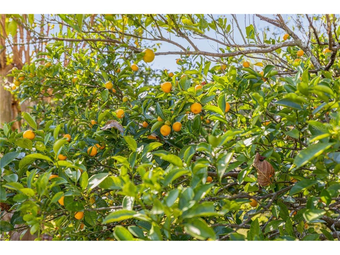 9694 SW 89th Loop Ocala FL 34481 OM713716 image42