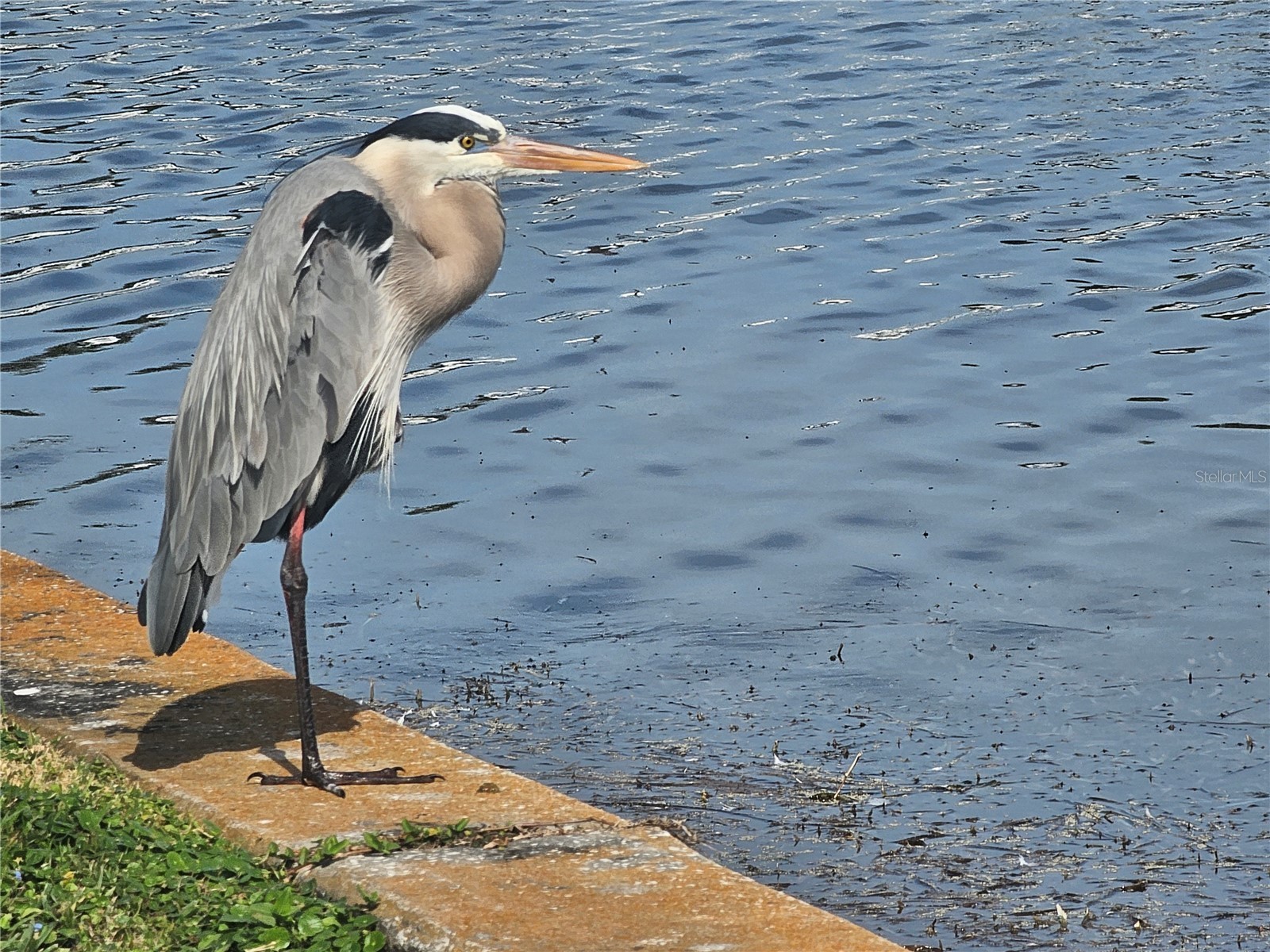 9705 Mainlands Boulevard W Pinellas Park FL 33782 TB8458316 image15
