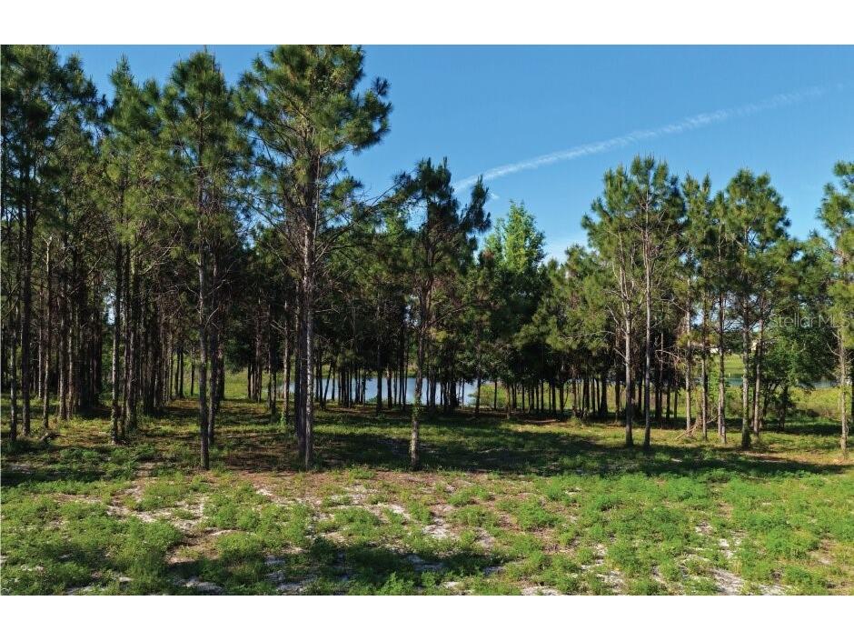 9717 Morton Jones Road Gotha FL 34734 - LAKE NALLY V4948796 image4