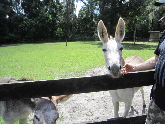 975 Rolling Acres Drive Deland FL 32720 V4944432 image13