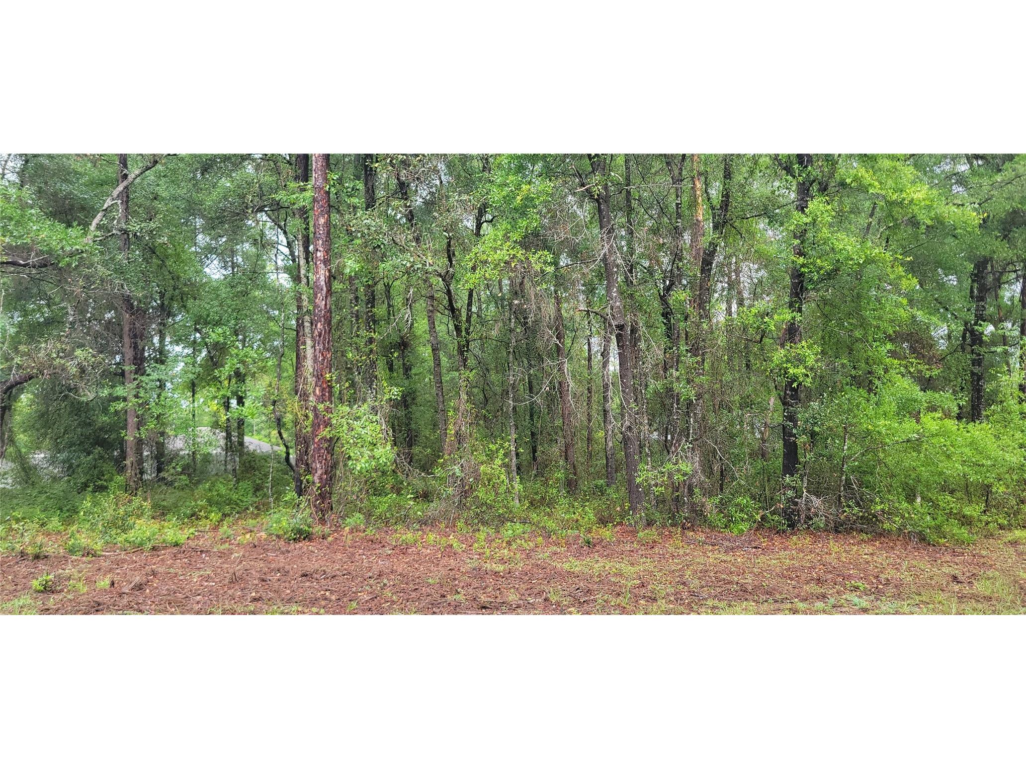 9781 N Loretta Way Citrus Springs FL 34434 OM723843 image1