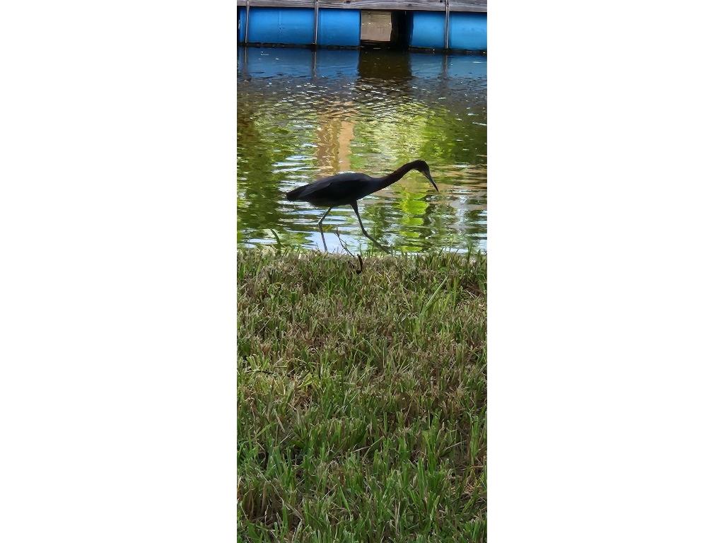 9829 Grace Drive Port Richey FL 34668 TB8415349 image13