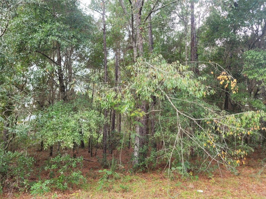 9858 N Jourden Drive Citrus Springs FL 34434 OM711139 image3