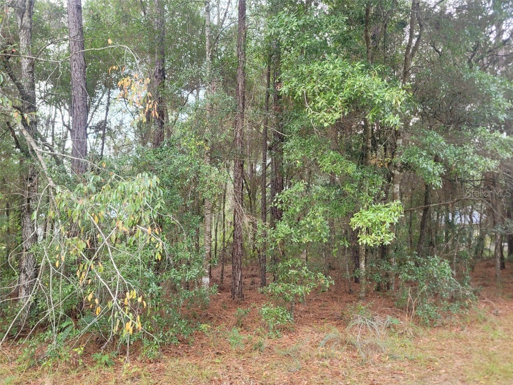 9858 N Jourden Drive Citrus Springs FL 34434 OM711139 image4