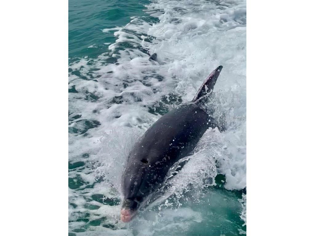 988 Blvd Of The Arts #109 Sarasota FL 34236 - SARASOTA BAY A4656774 image69