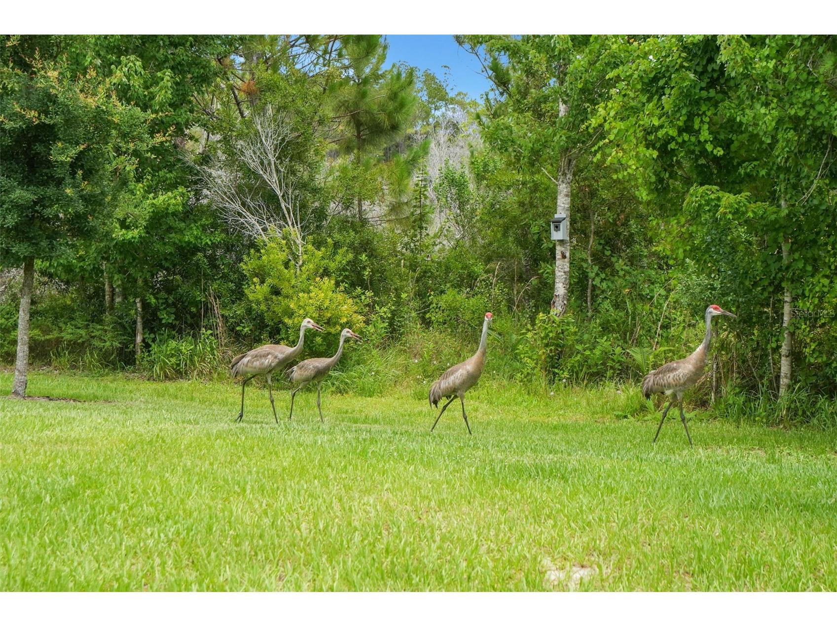 9890 Red Bay Loop Land O Lakes FL 34637 TB8515692 image30