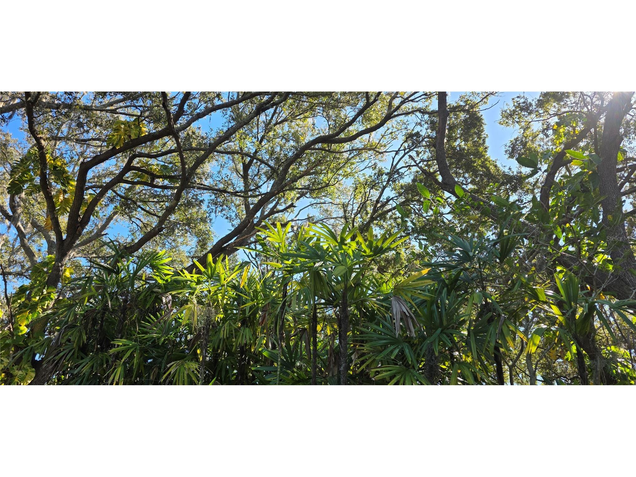 9906 Gunn Highway Odessa FL 33556 - LAKE RALEIGH TB8463972 image27