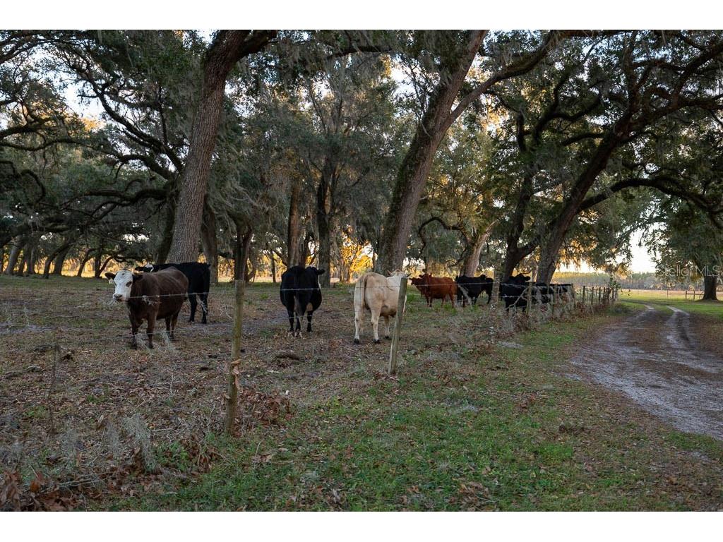 993 Cr 722 Webster FL 33597 G5093805 image63