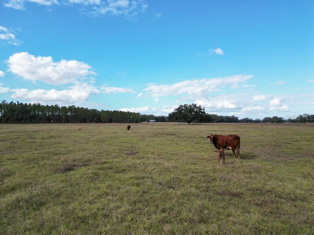 993 Cr 722 Webster FL 33597 G5093805 image77