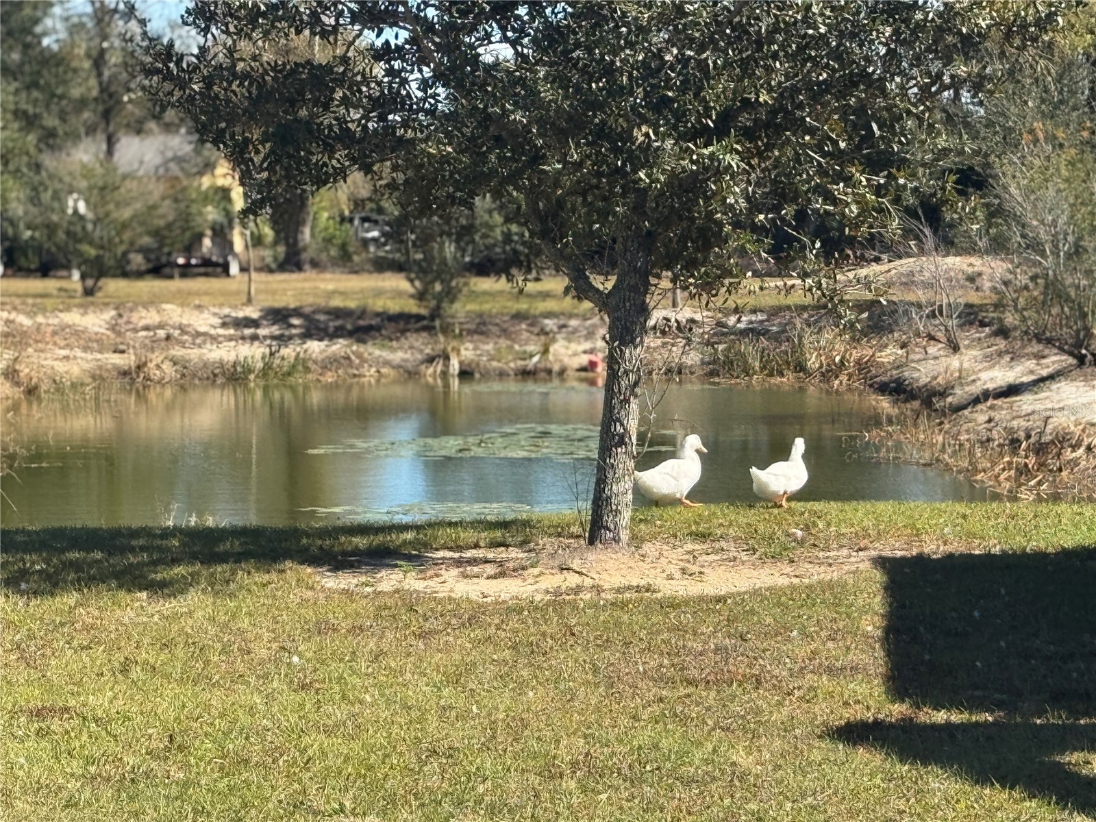 9930 SE Hoth Road Arcadia FL 34266 A4678911 image18