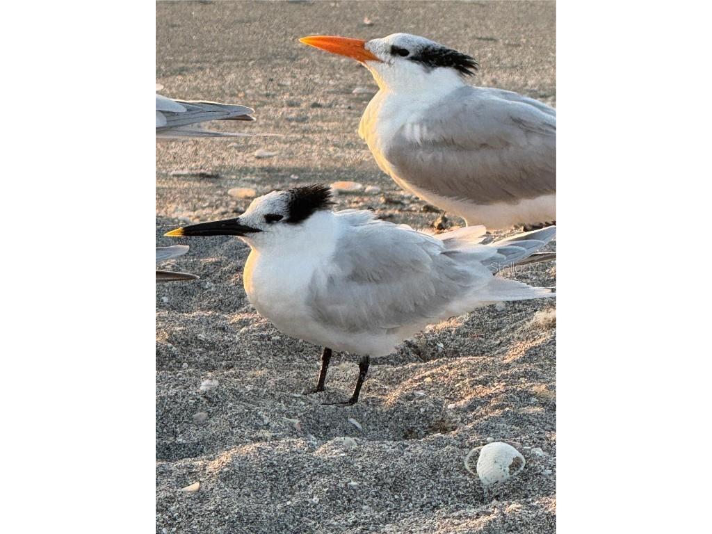 995 Laguna Drive #103 Venice FL 34285 N6141791 image63