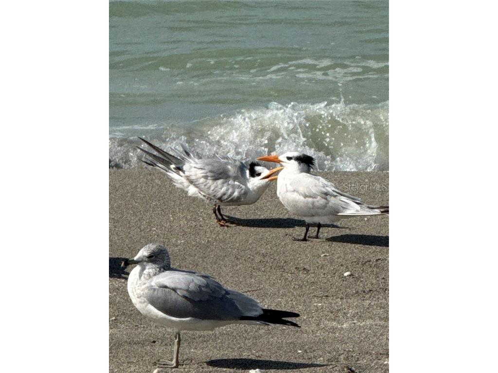 995 Laguna Drive #103 Venice FL 34285 N6141791 image64