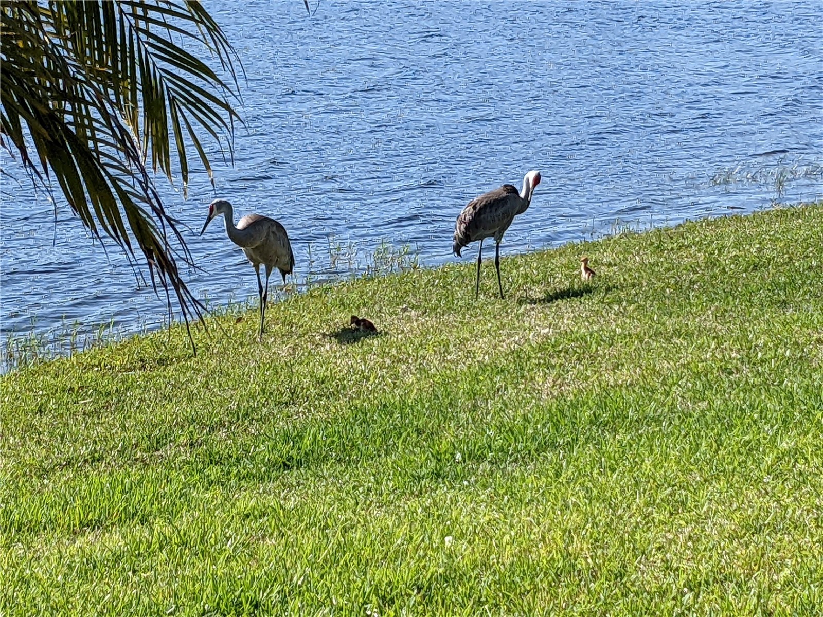 9958 Oak Quarry Drive Orlando FL 32832 - LAKE LA VINA O6395723 image52