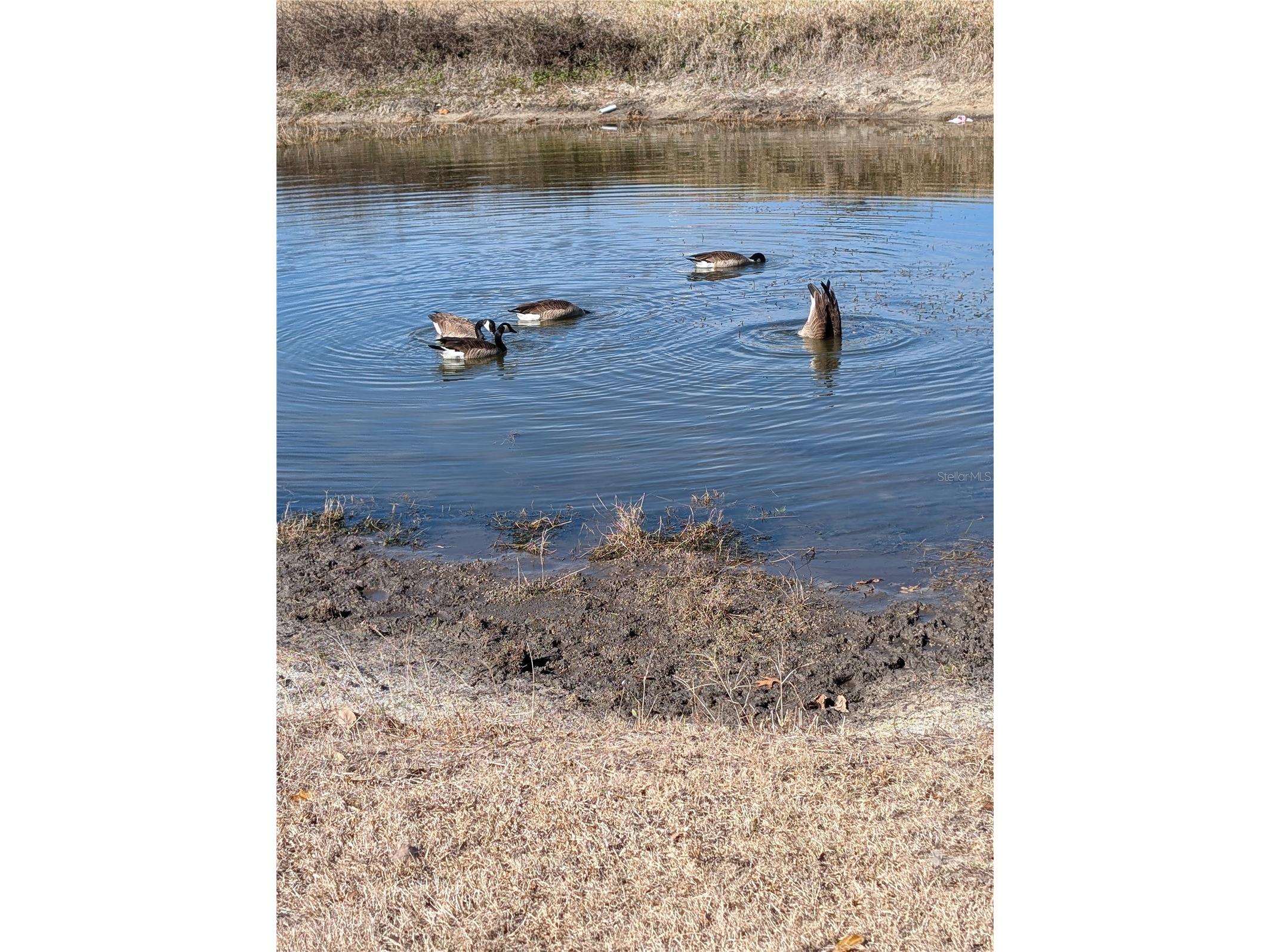 9980 SE 176th Street Summerfield FL 34491 G5106662 image36