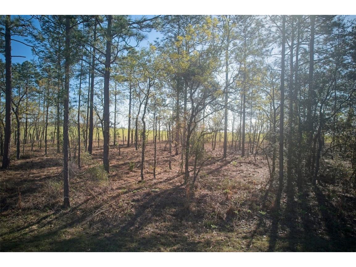 Blk 35 Lots 2526 NW Buena Vista Road Dunnellon FL 34431 - TIGER. BONABLE LITTLE BONABLE OM690960 image5