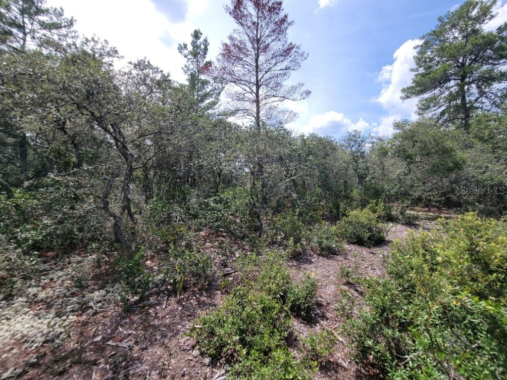 Corner of Oak and Cypress Road Ocala FL 34472 OM708040 image10