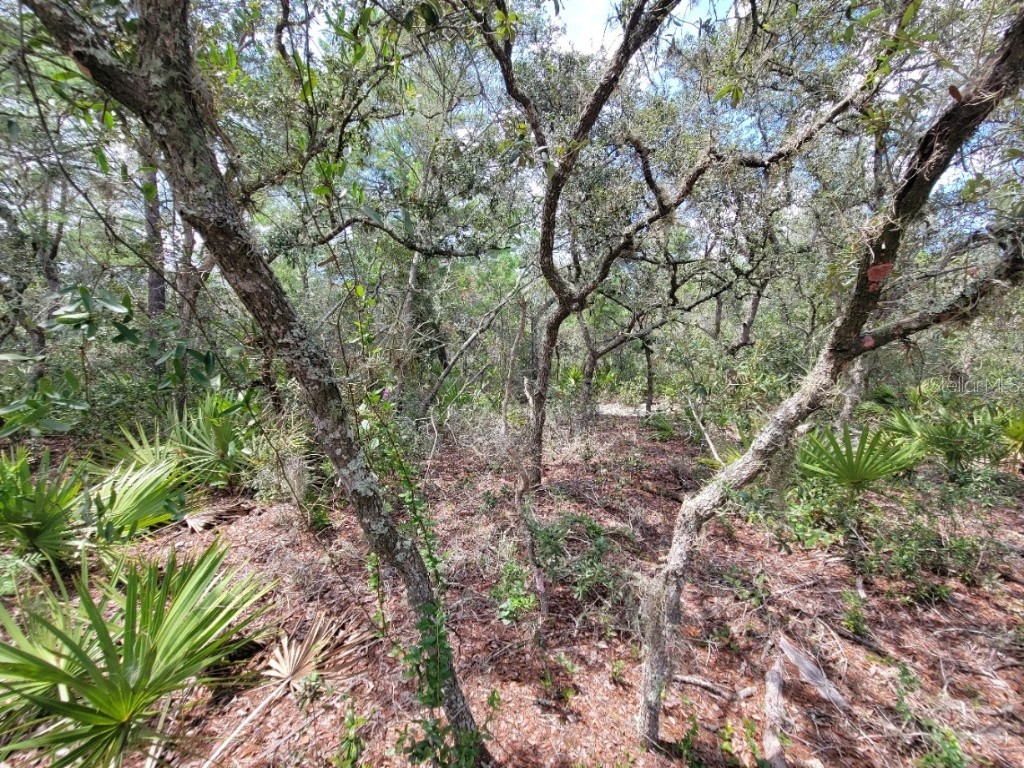 Corner of Oak and Cypress Road Ocala FL 34472 OM708040 image11