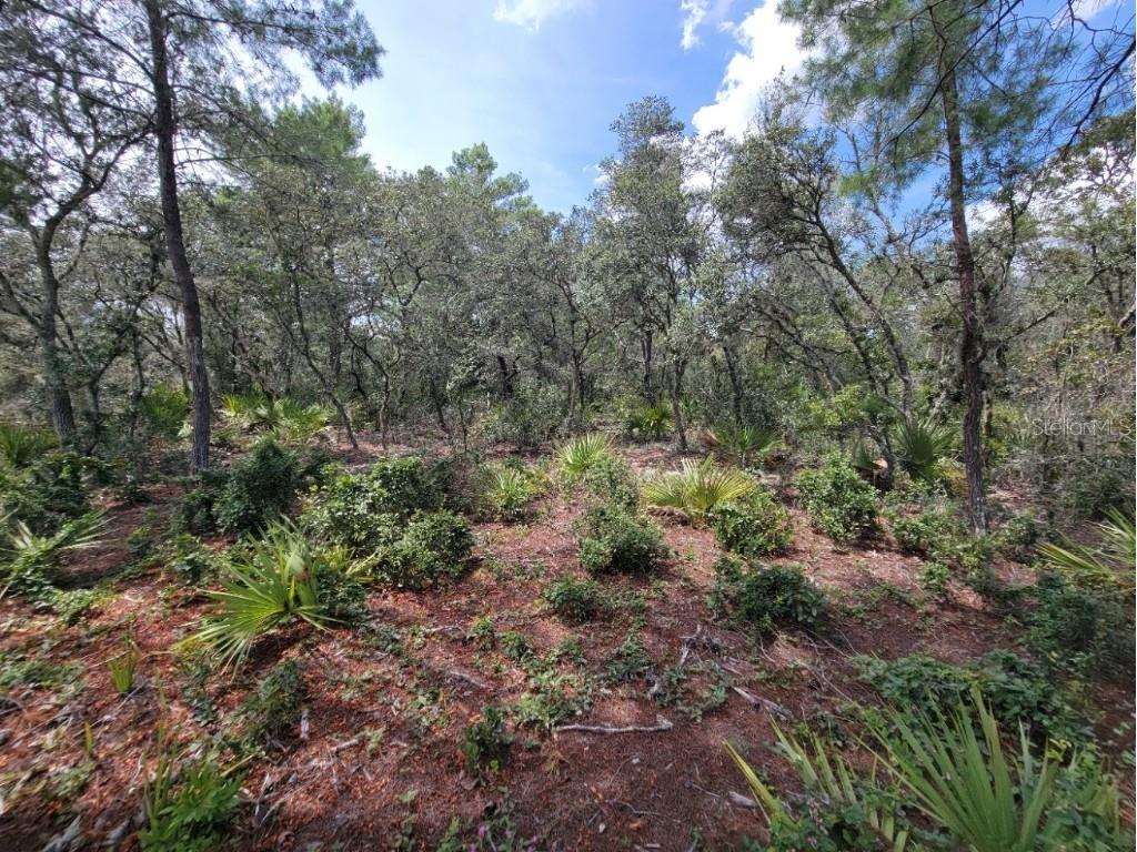 Corner of Oak and Cypress Road Ocala FL 34472 OM708040 image12
