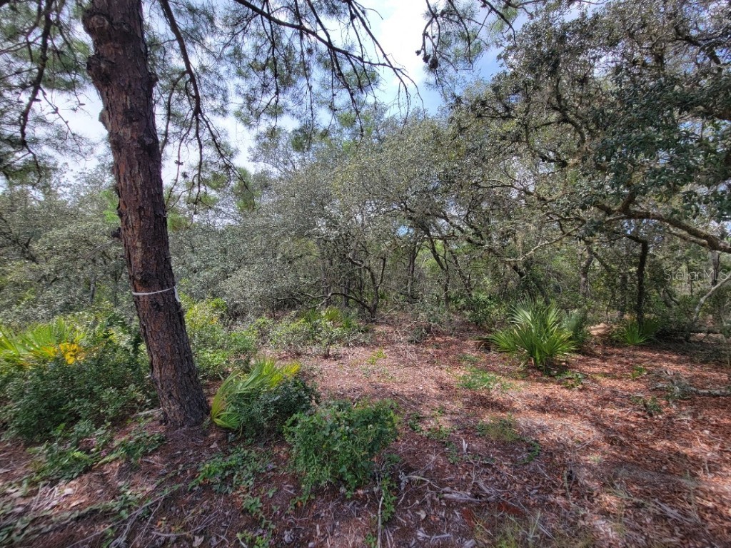 Corner of Oak and Cypress Road Ocala FL 34472 OM708040 image13